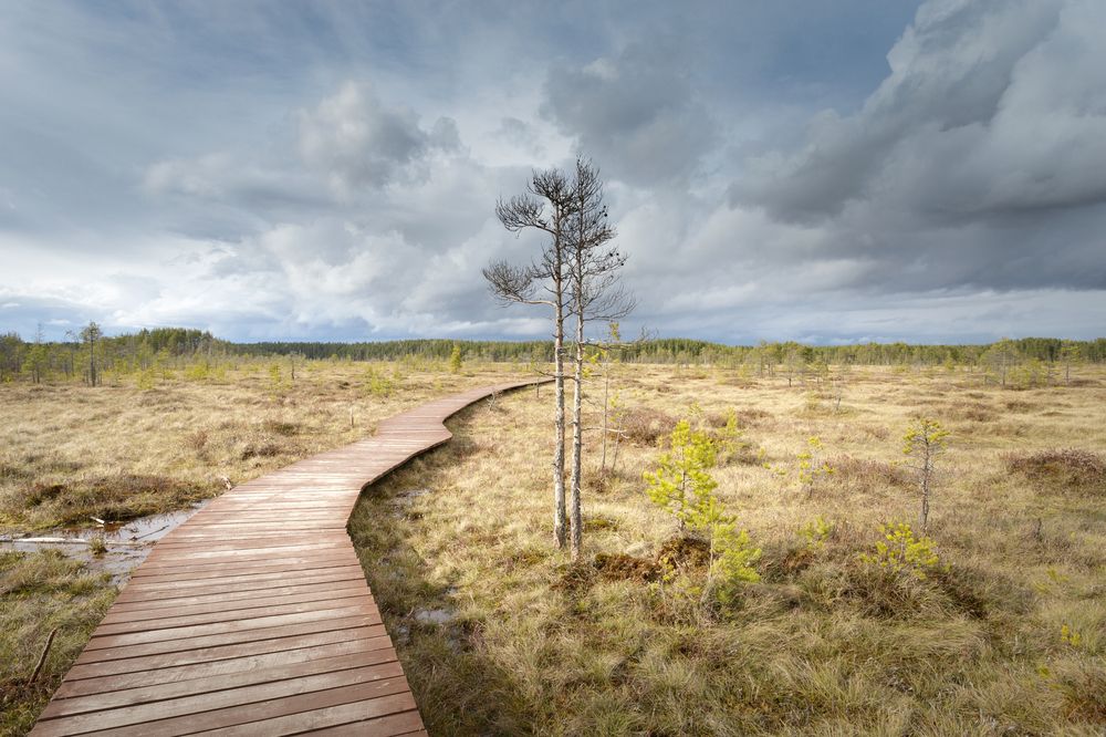 Березки на болоте