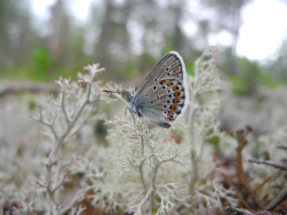 Photograph by Андрей Головин