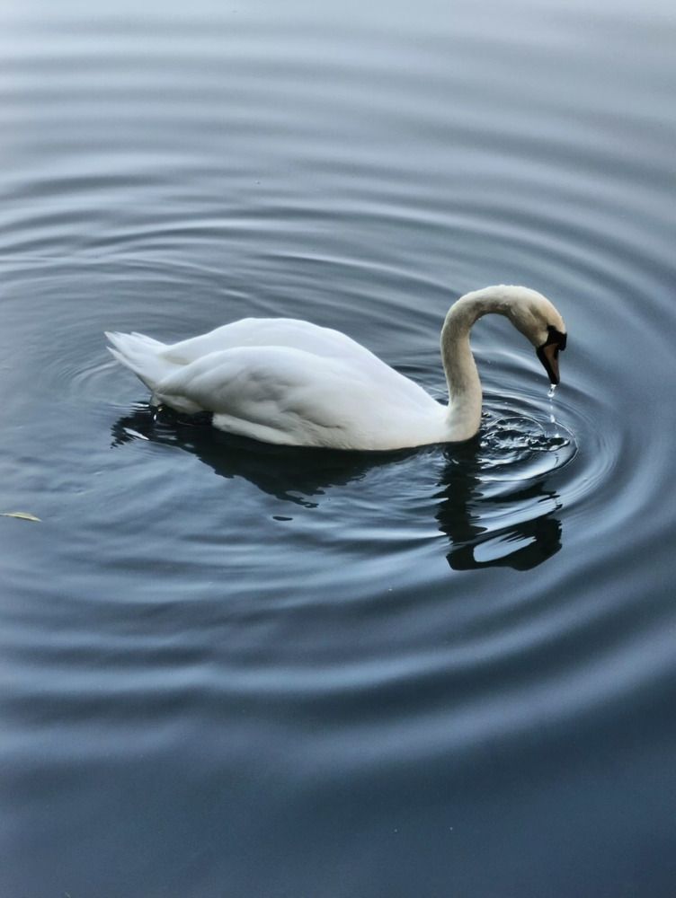 Photograph by Оксана Радзиевская