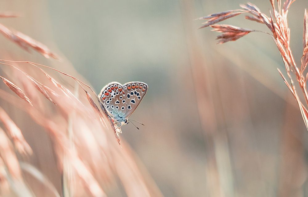 Photograph by Алена Полетаева