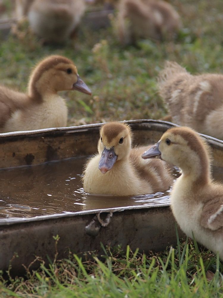 Фотография автора Swetlana Brenitsch