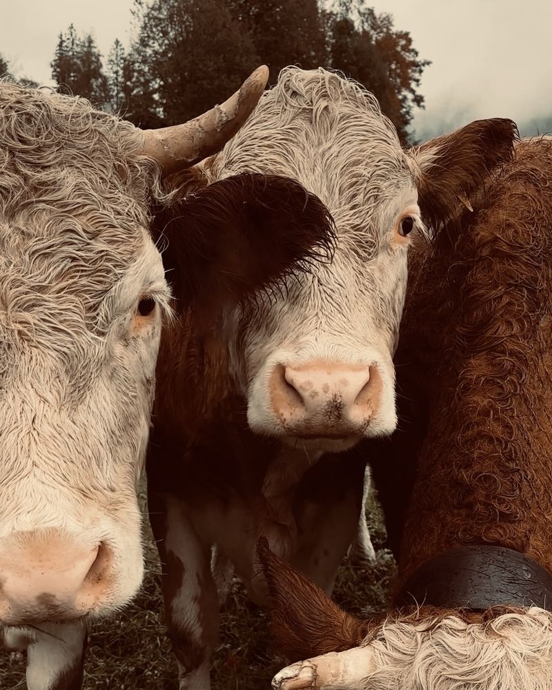 Фотография автора Swetlana Brenitsch