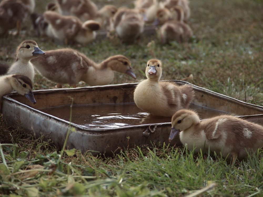 Фотография автора Swetlana Brenitsch