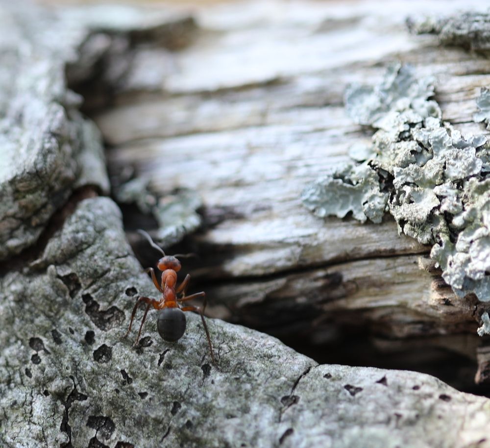 Photograph by Anja Kroes, Dutch