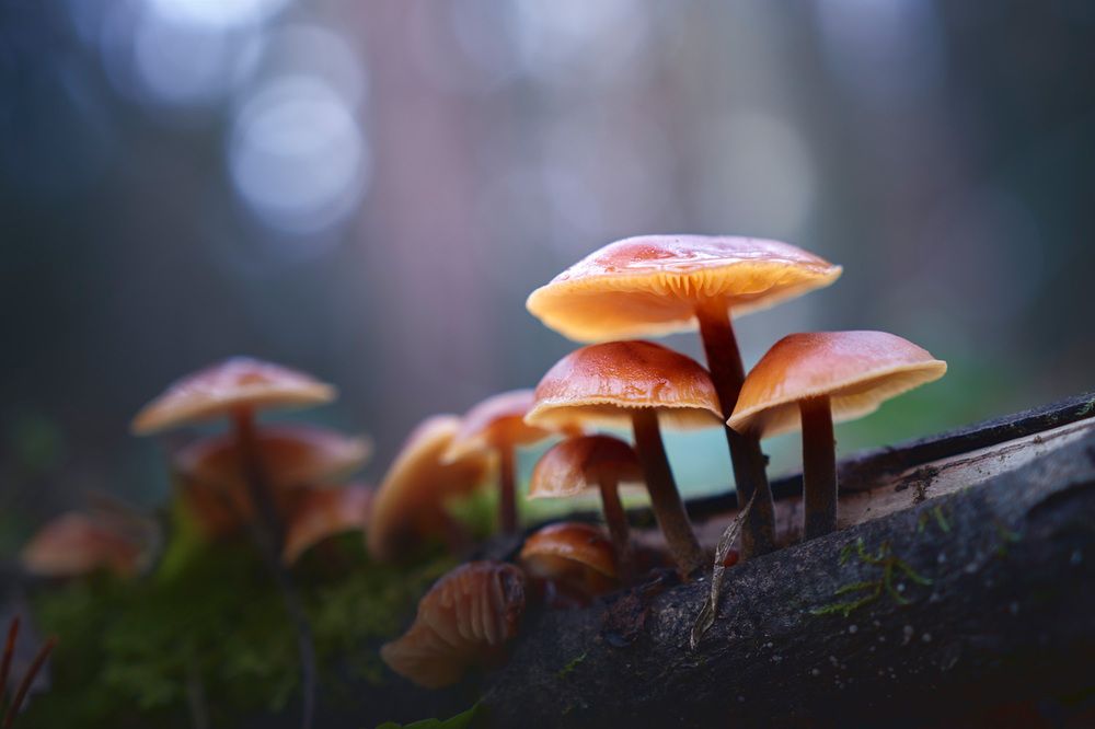 Лесная семейка