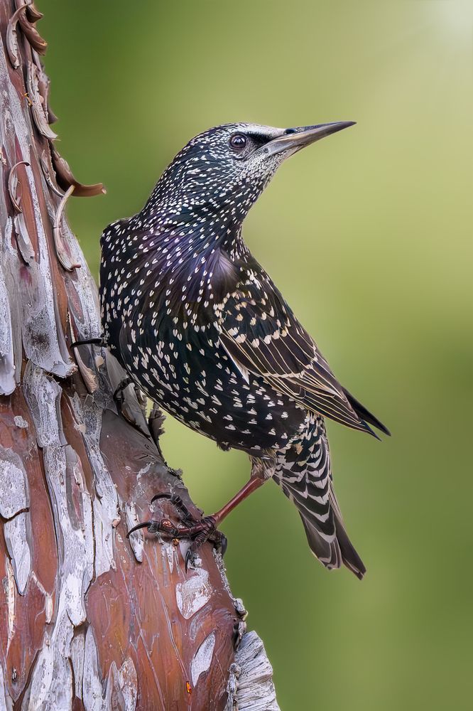 Photograph by Soheil Shahbazi