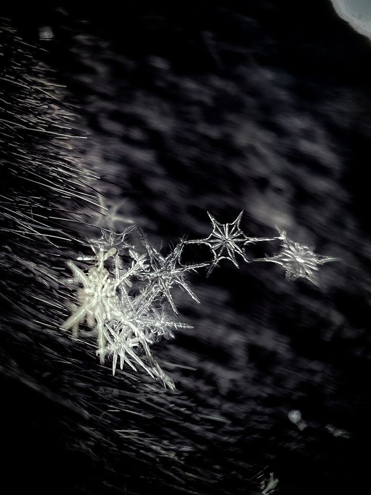 Photograph by Elvira