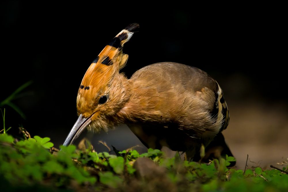 Photograph by Shadab Ishtiyak