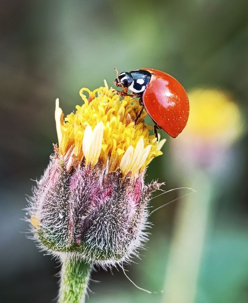 Photograph by bigu *