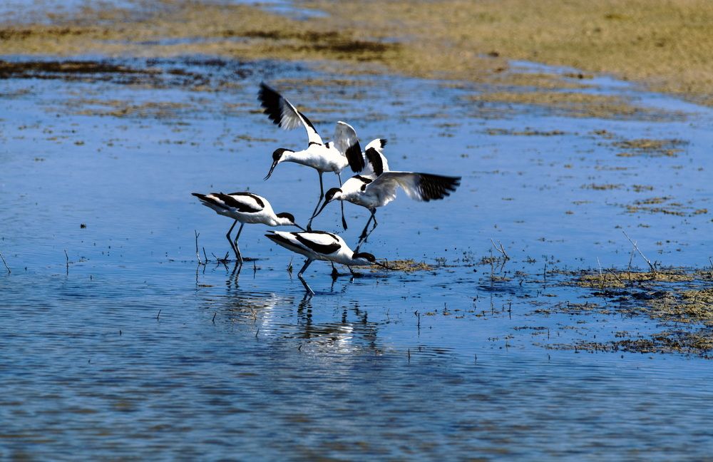 Разборки шилоклювок