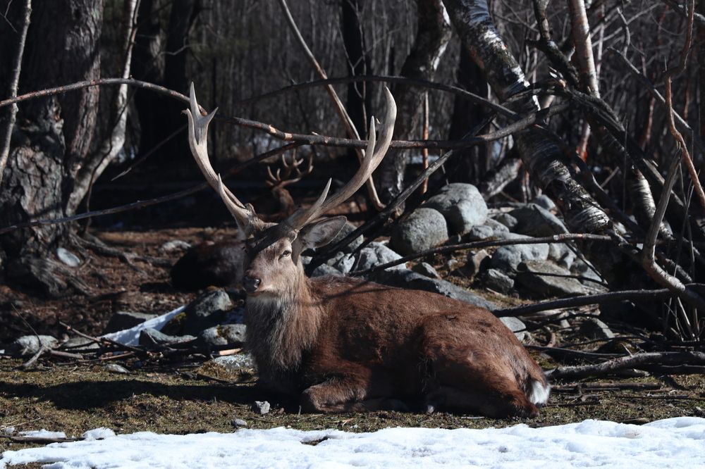 Фотография автора Tatiana Svistulina