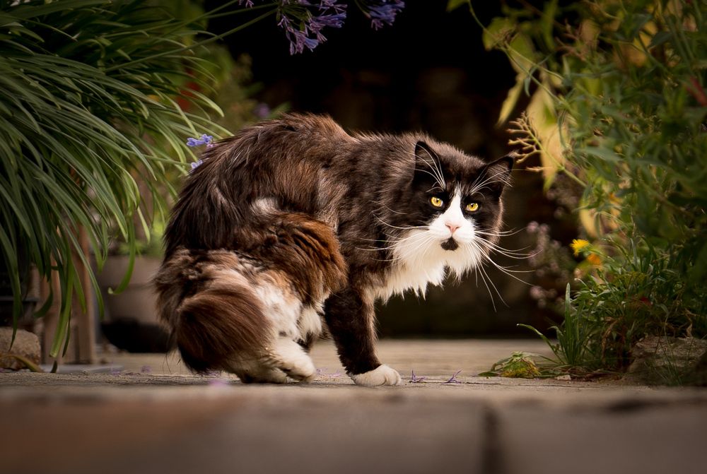 Photograph by Hannes Schwarz