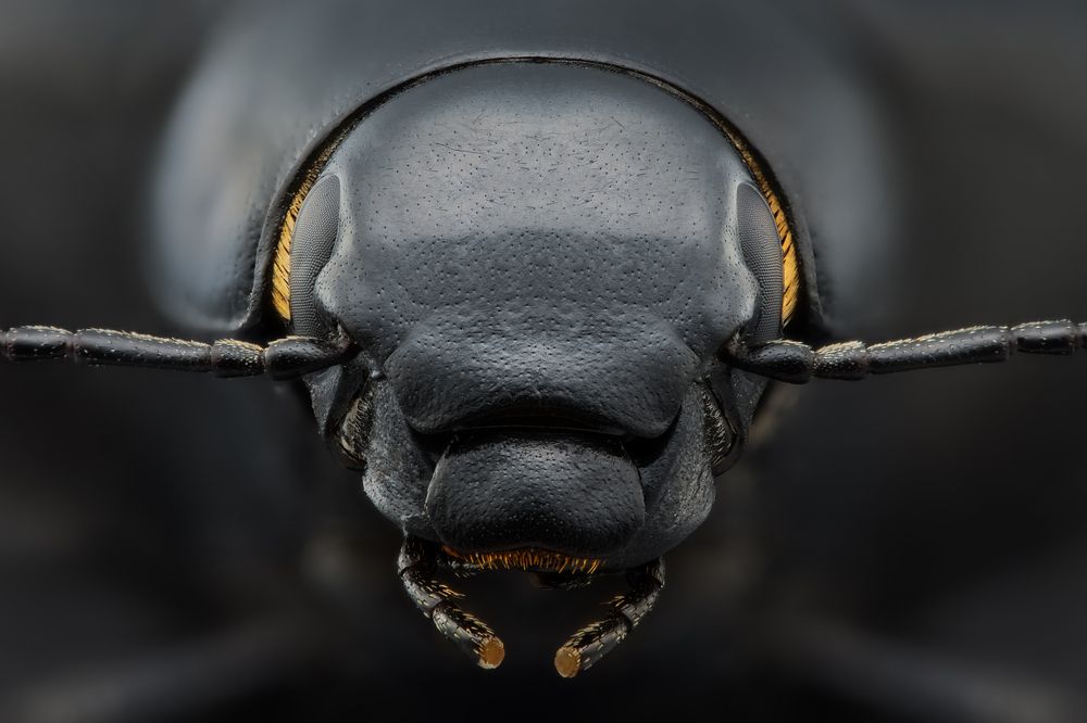 Photograph by Soheil Shahbazi