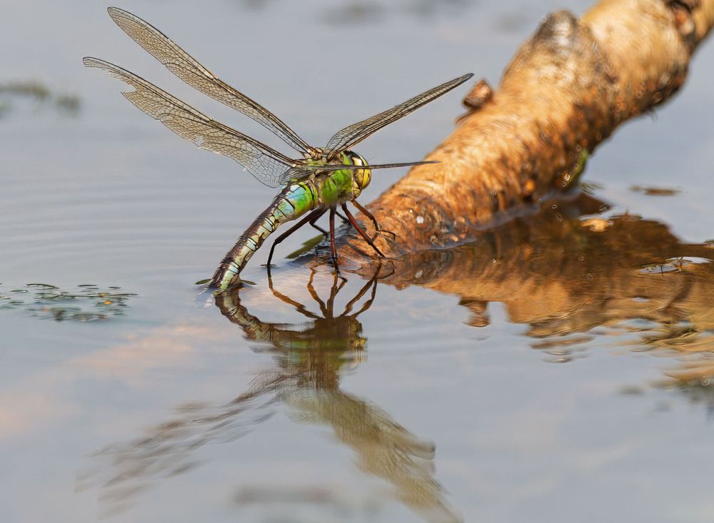 Photograph by wendy vanhoudt