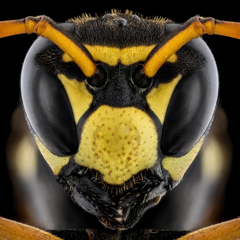 Photograph by Soheil Shahbazi