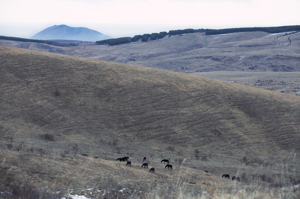 Лошади на пастбище