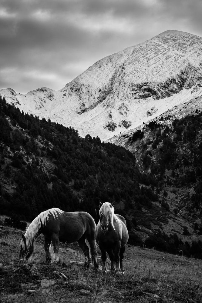 Wild horses in the morning