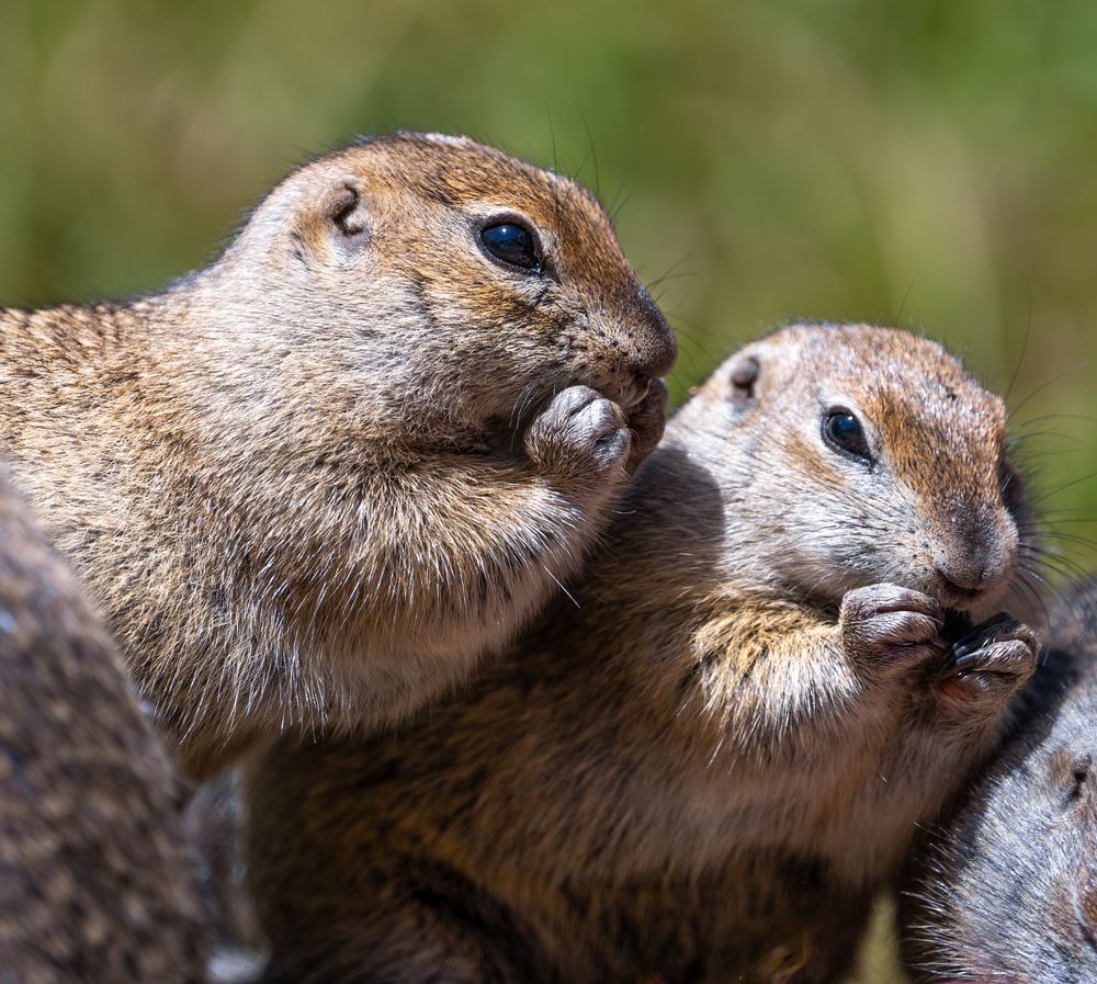 Фотография автора Максим Бессалый