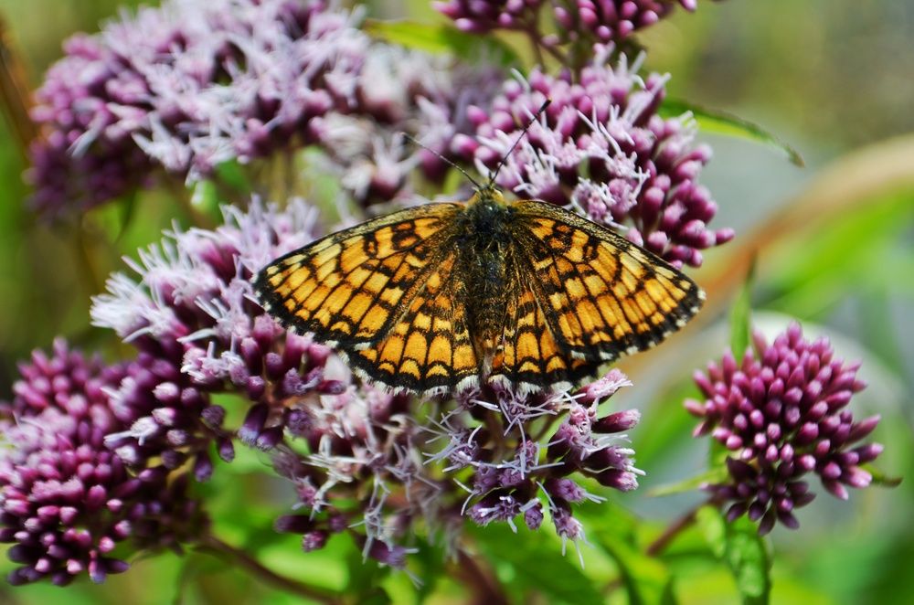 Photograph by Margareth Tikhonova