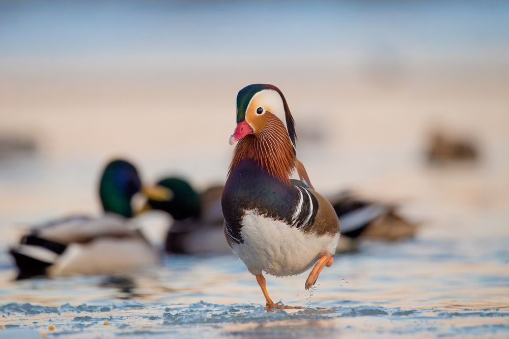 Photograph by Сергей Немцев