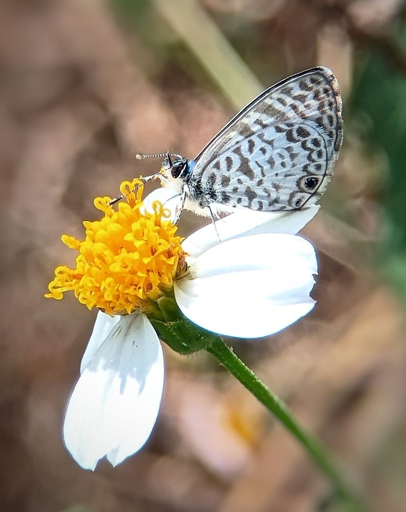 Photograph by bigu *