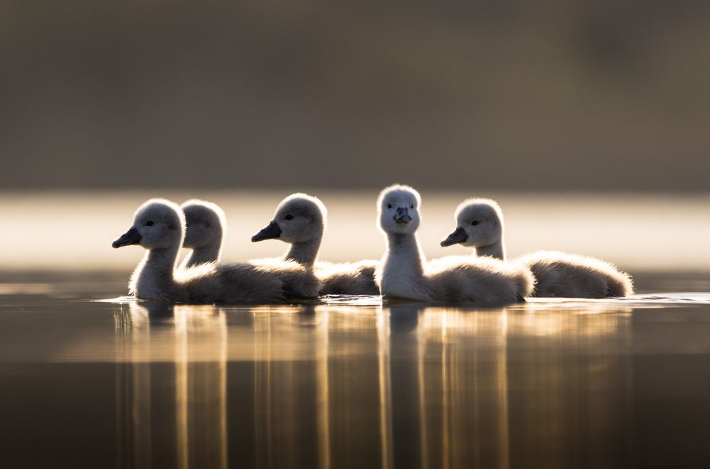 Фотография автора Максим Бессалый