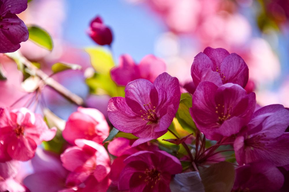 Nature awakening - spring