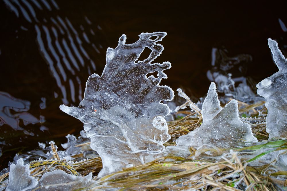 Сны воды