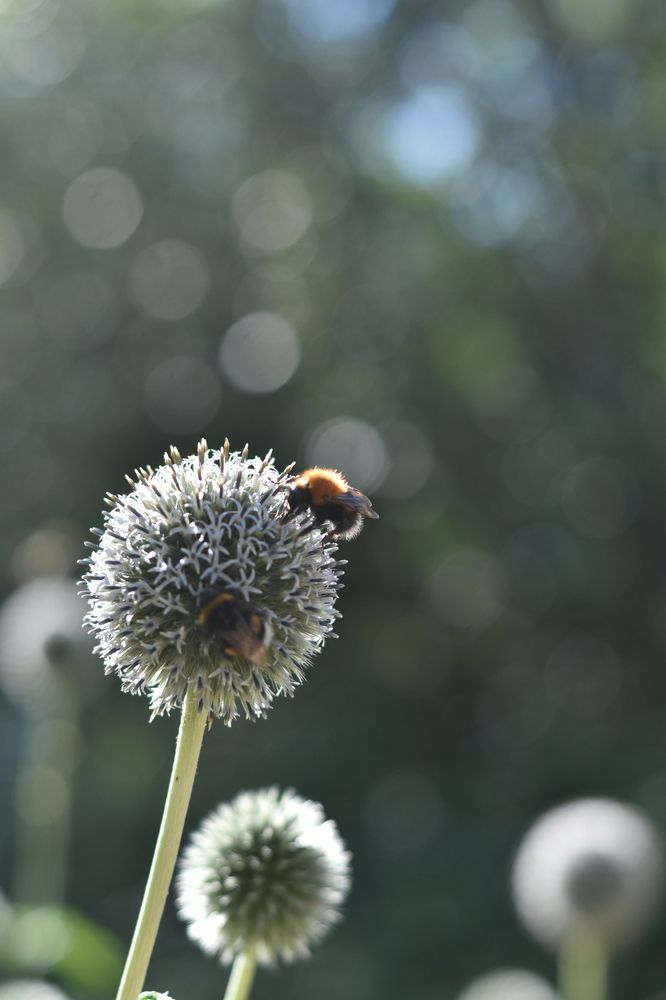 Photograph by Elvira