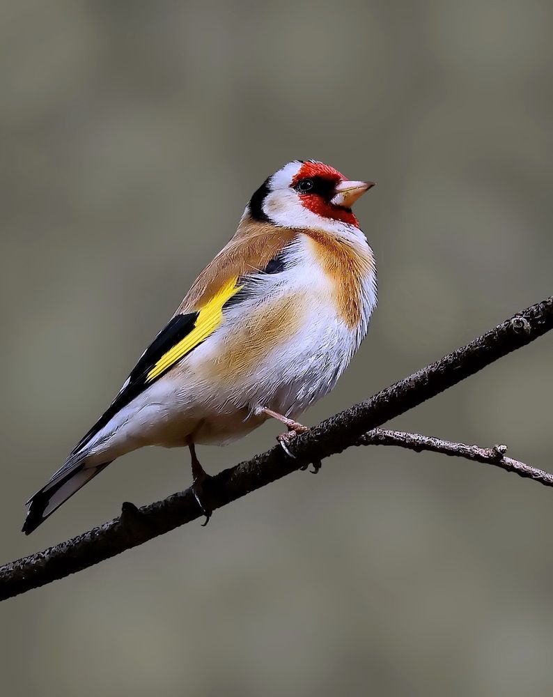 Photograph by Игорь Чеботарёв