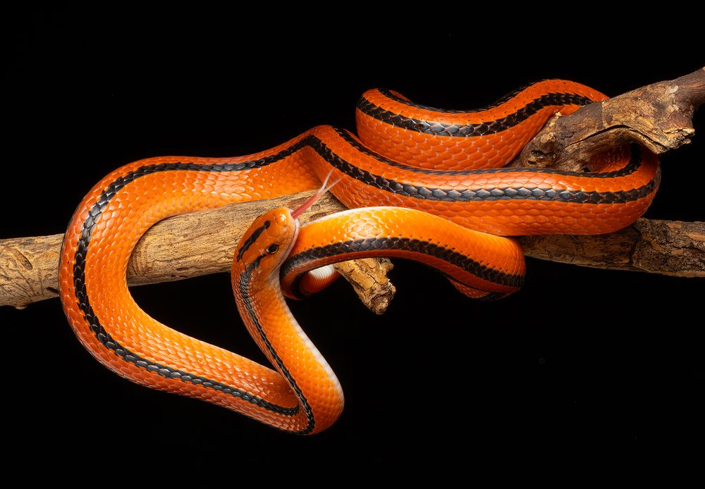 Фотография автора MARIA KULA