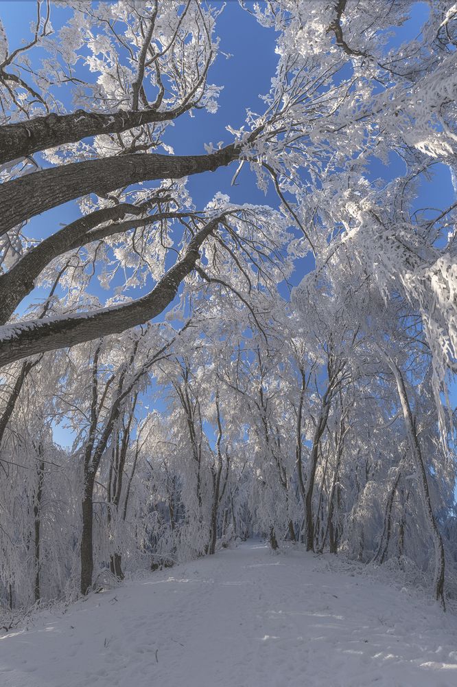 Короткий миг зимы