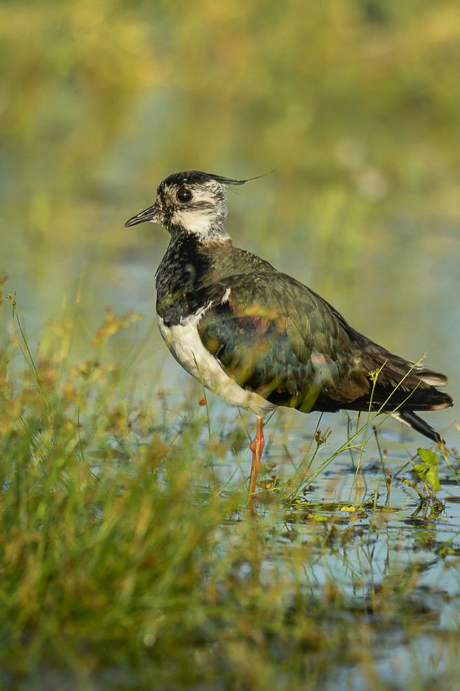 Photograph by Mircea Sirbu