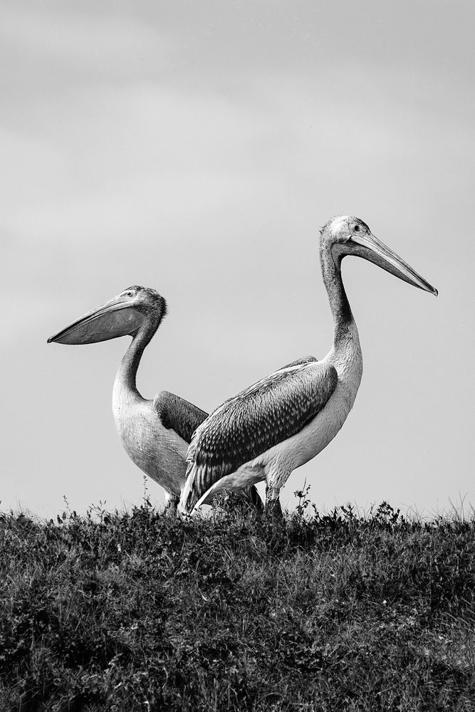 Photograph by Сапронова Марина