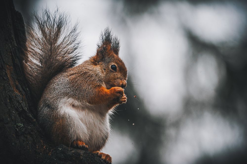 Photograph by Алексей Крылов