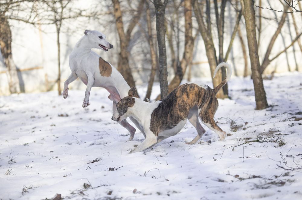 Photograph by Анастасия Рысь