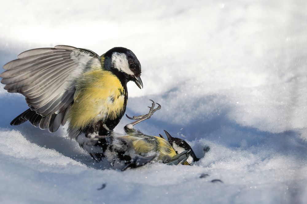 Квартирный вопрос