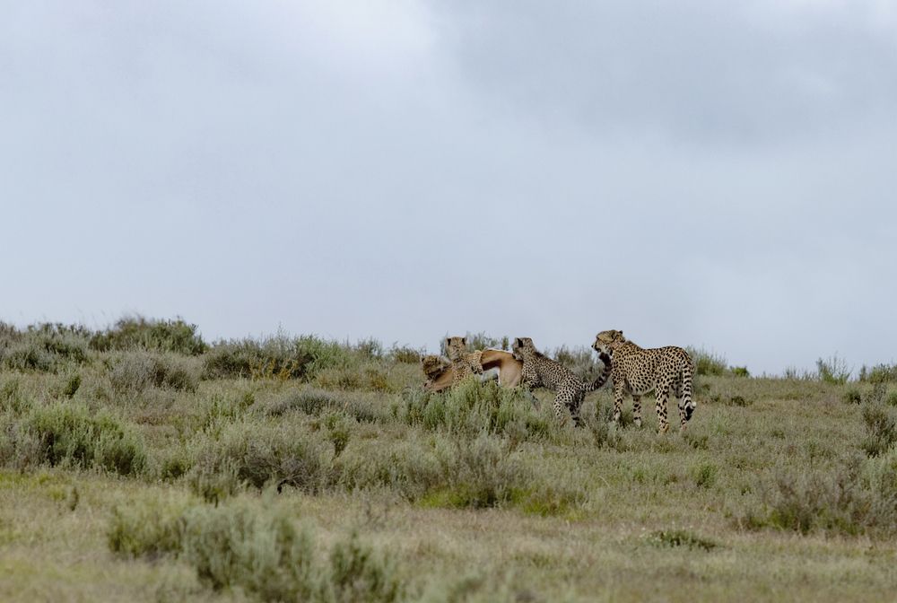 Hunter lesson for leopard cubs