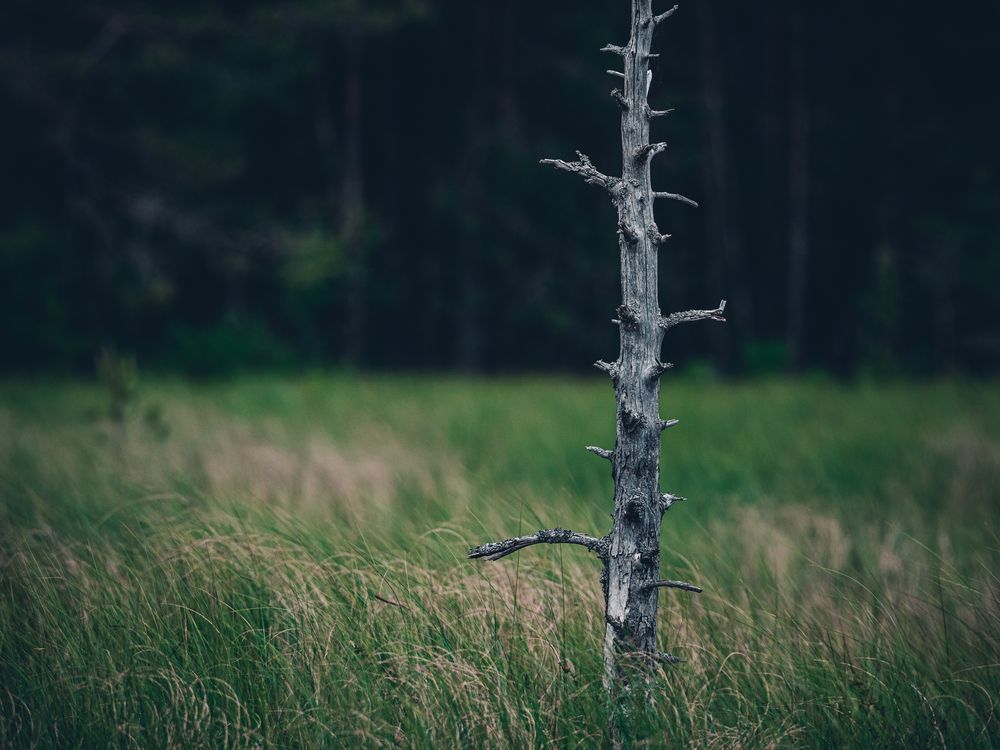 Северный минимализм