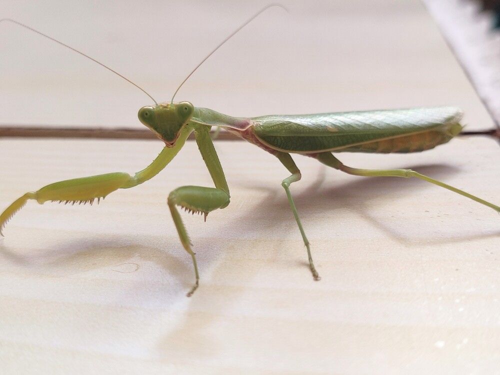 Photograph by Christina Sakkou