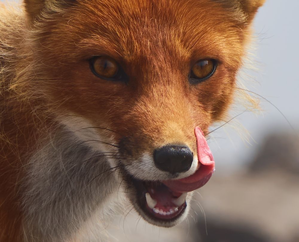 Фотография автора Ketov Vladimir