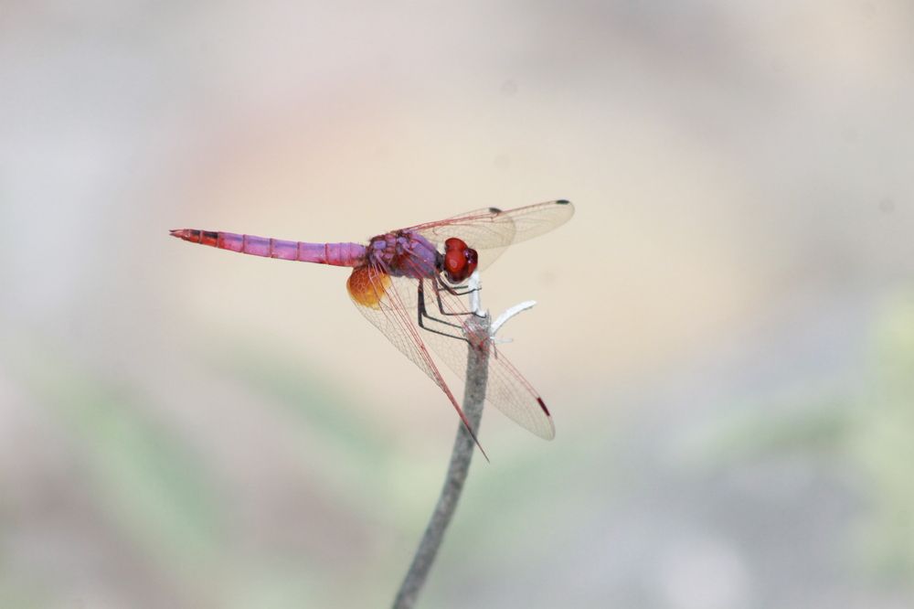 Photograph by Waleed Yousuf Alwahaibi