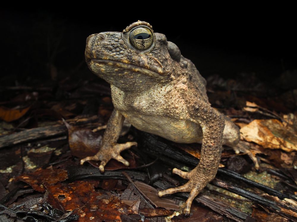 Фотография автора TAN LING ZI