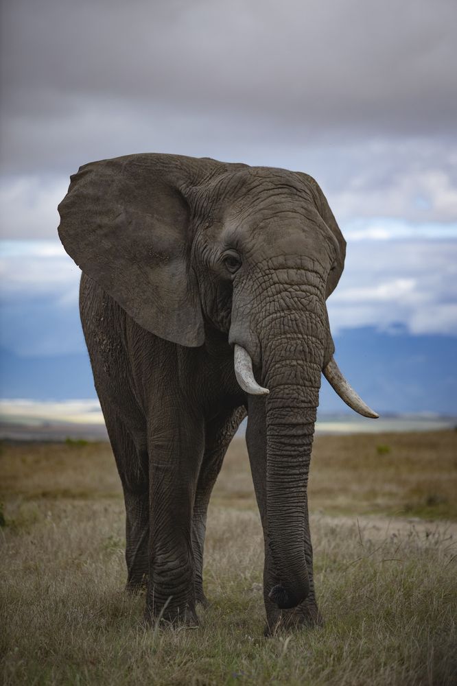 One of the "Great African Five"