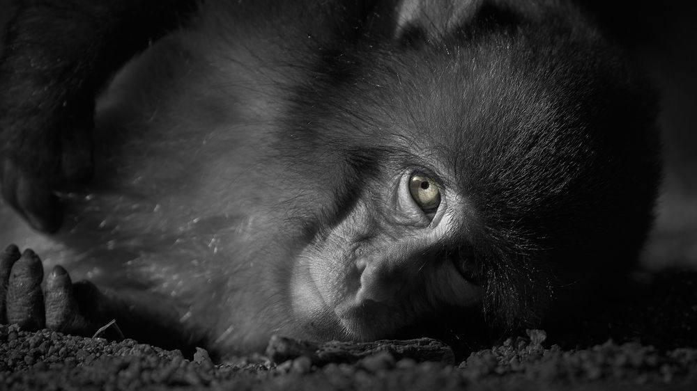 Photograph by Kaisyakuji Yushi