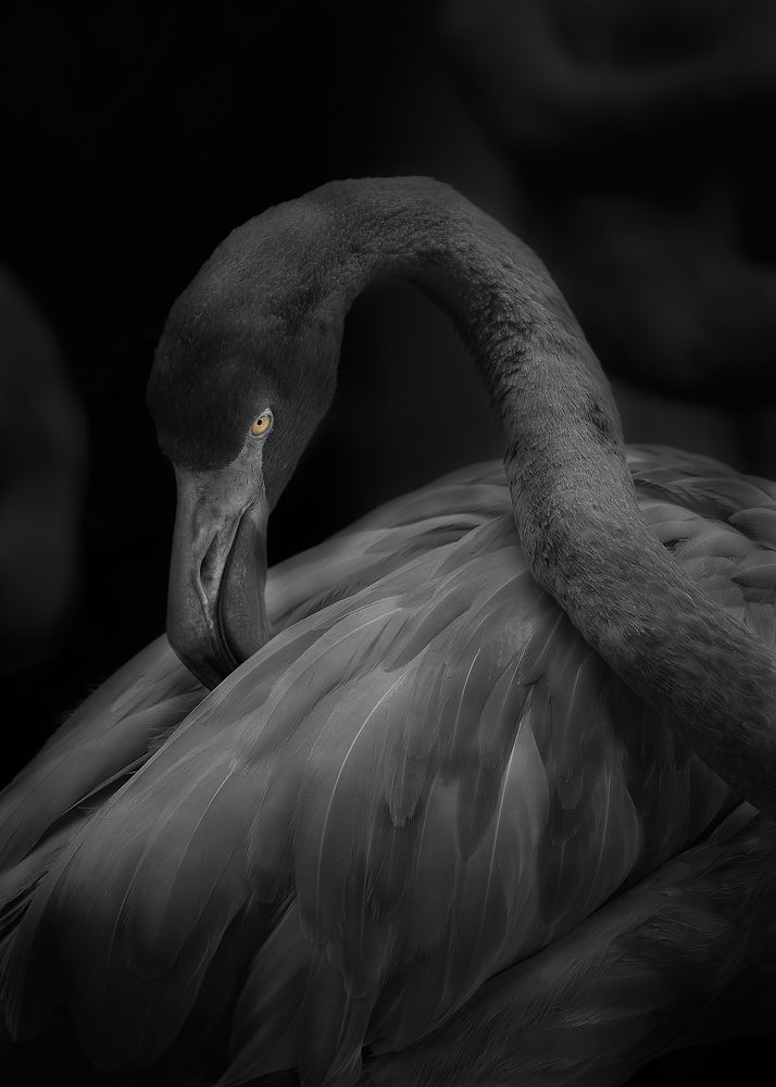 Photograph by Kaisyakuji Yushi