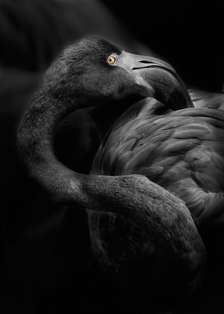 Photograph by Kaisyakuji Yushi