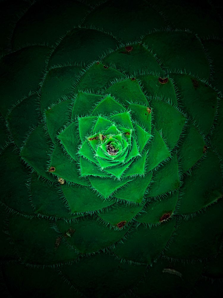 The saucer plant’s bright leaves