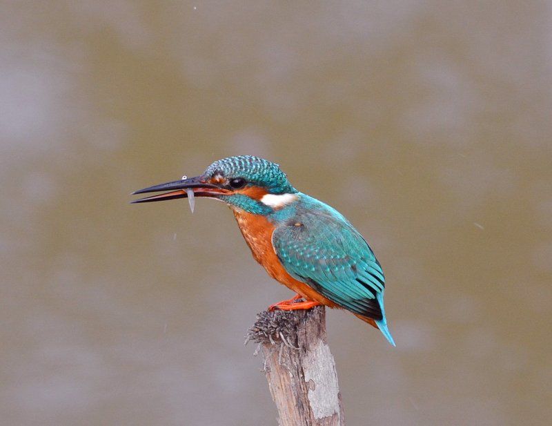 Arghyadeep Das, India