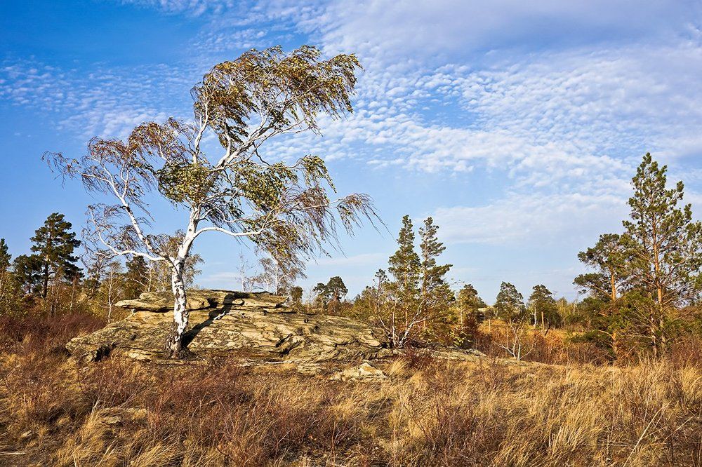 Карагайский бор4